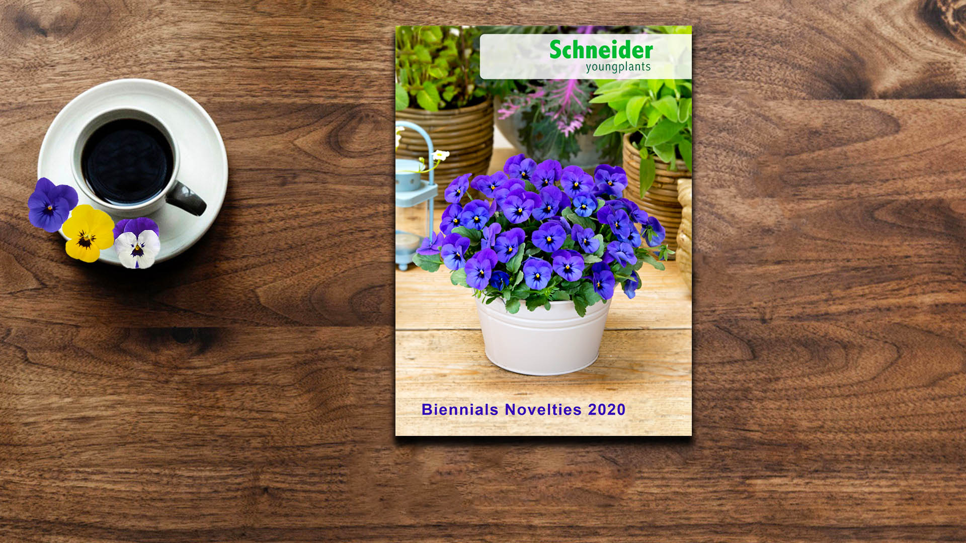 New Biennials Novelties 2020 catalogue!